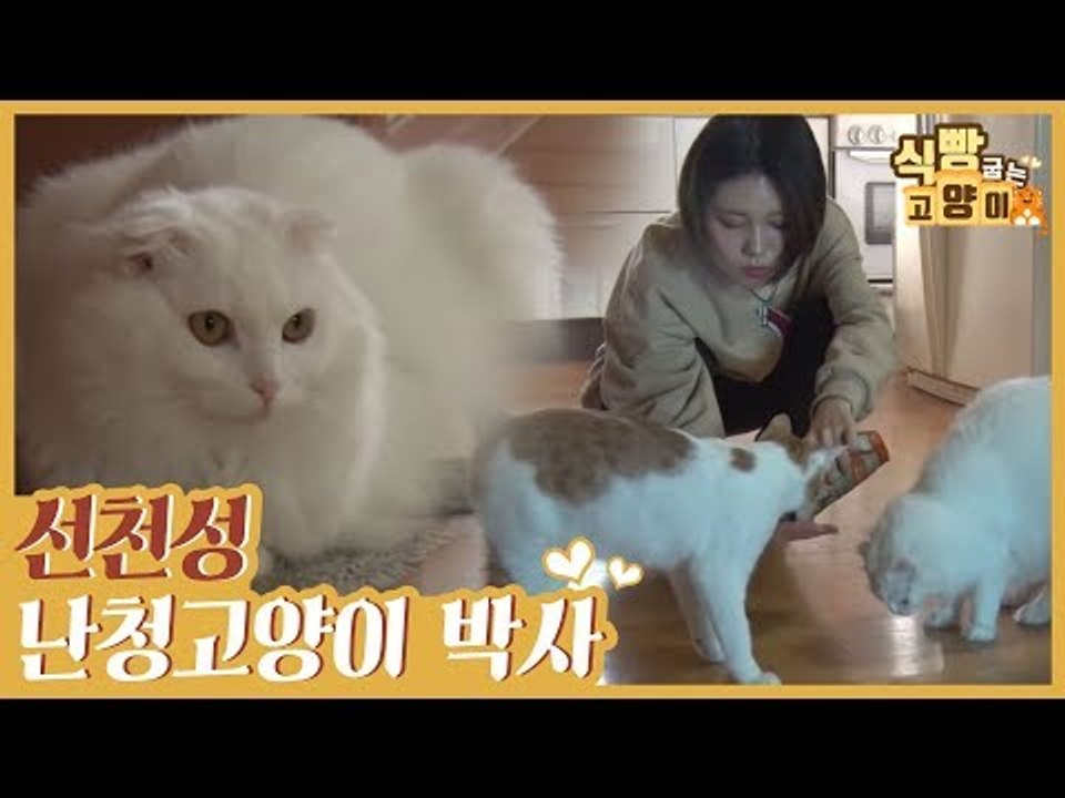 마음의 소리를 듣는 선천성 난청 고양이 박사 [식빵굽는 고양이 시즌2] 31회