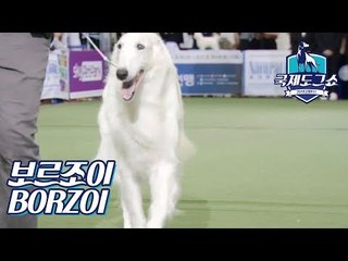 보르조이 (BORZOI - 러시아) [2018 고양 FCI 국제 도그쇼]