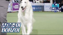 보르조이 (BORZOI - 러시아) [2018 고양 FCI 국제 도그쇼]