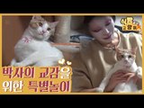 난청 고양이 박사와의 교감을 위한 특별한 놀이 [식빵굽는 고양이 시즌2] 31회