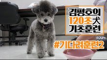 반려견 훈련법 I ‘기다려’ 훈련 이렇게 해보세요! I 김평호의 120초 犬기초훈련