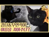 H.O.T. 강타와 Click-B 유연석이 고양이 이름을 지어주다? [식빵굽는 고양이 시즌2] 33회