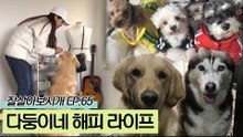 소형견 3 + 대형견 3 = 다둥이네 해피 라이프