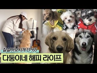 소형견 3 + 대형견 3 = 다둥이네 해피 라이프