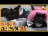 매력둥이 검은 고양이 4남매의 화려한 경력 [식빵굽는 고양이 시즌2] 33회