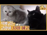 [33회 예고] 식빵굽는 고양이 시즌2, 냥므파탈 검은 고양이 4마리 & 아기 냥이 실종사건?!