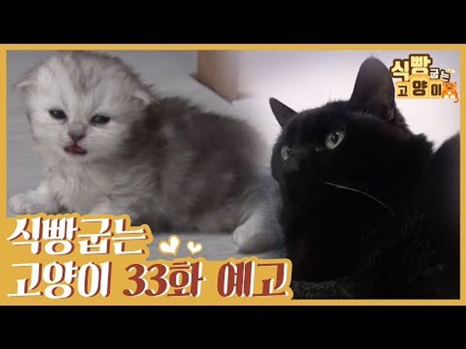 [33회 예고] 식빵굽는 고양이 시즌2, 냥므파탈 검은 고양이 4마리 & 아기 냥이...