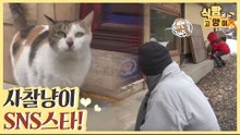 SNS 인기 스타 사찰 냥이들에게 푹 빠진 사람들 [식빵굽는 고양이] 34회
