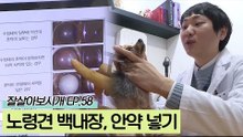 백내장, 노령견이 병원을 찾는 가장 큰 이유