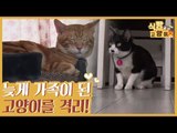 고양이 합사! 늦게 가족이 된 고양이를 격리하라 [식빵굽는 고양이 시즌2] 27회