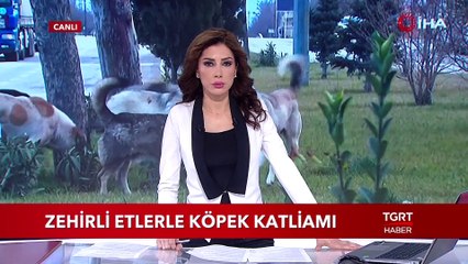 Zehirli Etlerle Köpek Katliamı