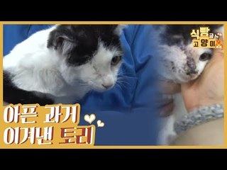 아픈 과거, 생사의 고비를 꿋꿋하게 이겨낸 토리 [식빵굽는 고양이 시즌2] 28회