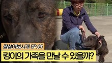 수컷 종견 킹이의 가족을 만날 수 있을까? [잘살아보시개] 5회