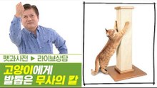 냥이에게 발톱은 무사의 칼? 발톱 미용은 관리의 개념! [펫과사전] 3회