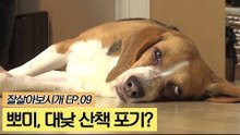 뽀미, 대낮 산책을 포기하다? [잘살아보시개] 9회