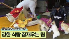 강한 식탐이 있는 애견을 위한 TIP ‘노즈워크’