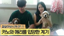 유기견 카노와 메리를 입양한 계기 [잘살아보시개] 11회