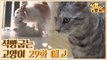 [29회 예고] 식빵굽는 고양이 시즌2, 개인기 부자 고양이 & 개와 고양이의 평화 사수 대작전