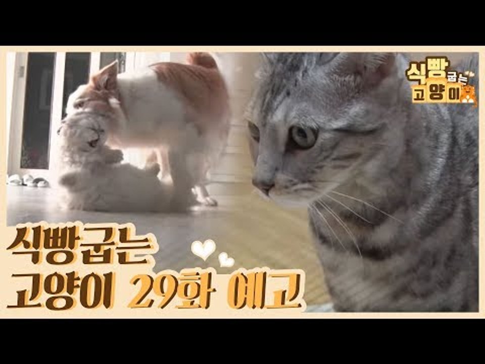 [29회 예고] 식빵굽는 고양이 시즌2, 개인기 부자 고양이 & 개와 고양이의 평화 사수 대작전