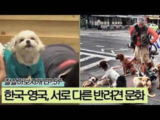 한국의 반려견 문화가 낯설었던 영국인 제임스