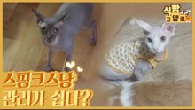 적은 털 빠짐의 스핑크스 고양이는 관리가 쉽다? No! [식빵굽는 고양이 시즌2] 36회
