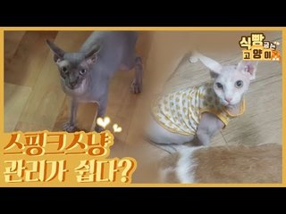 적은 털 빠짐의 스핑크스 고양이는 관리가 쉽다? No! [식빵굽는 고양이 시즌2] 36회