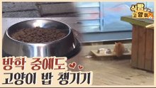 방학 중에도 길고양이들의 밥을 챙겨주는 학생들 [식빵굽는 고양이 시즌2] 36회