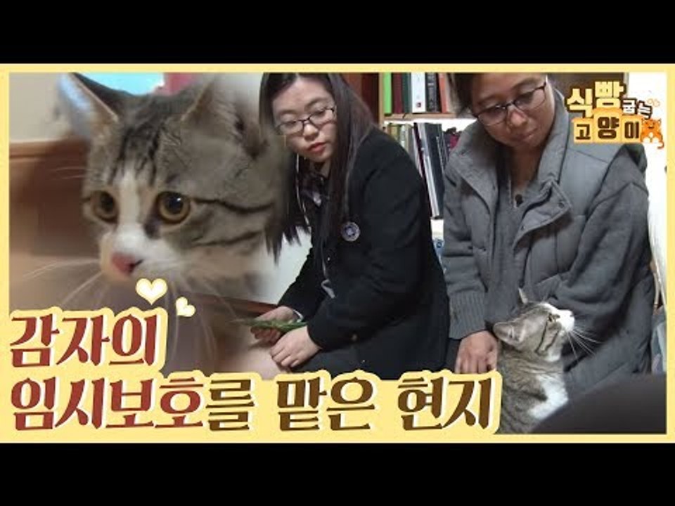 파양으로 갈 곳을 잃은 고양이 감자의 임보를 맡은 현지 [식빵굽는 고양이 시즌2] 36회