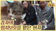파양으로 갈 곳을 잃은 고양이 감자의 임보를 맡은 현지 [식빵굽는 고양이 시즌2] 36회
