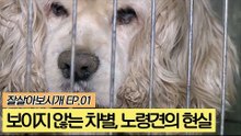 보이지 않는 차별, 노령견의 현실 [잘살아보시개] 1회
