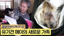 유기견 메이 새로운 가족을 만나다 [잘살아보시개] 2회