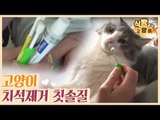 고양이 치석제거를 위한 칫솔질 (ft. 육아육묘 블로그) [식빵굽는 고양이 시즌2] 32회