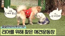 리아의 운동과 건강을 생각해 찾은 애견운동장