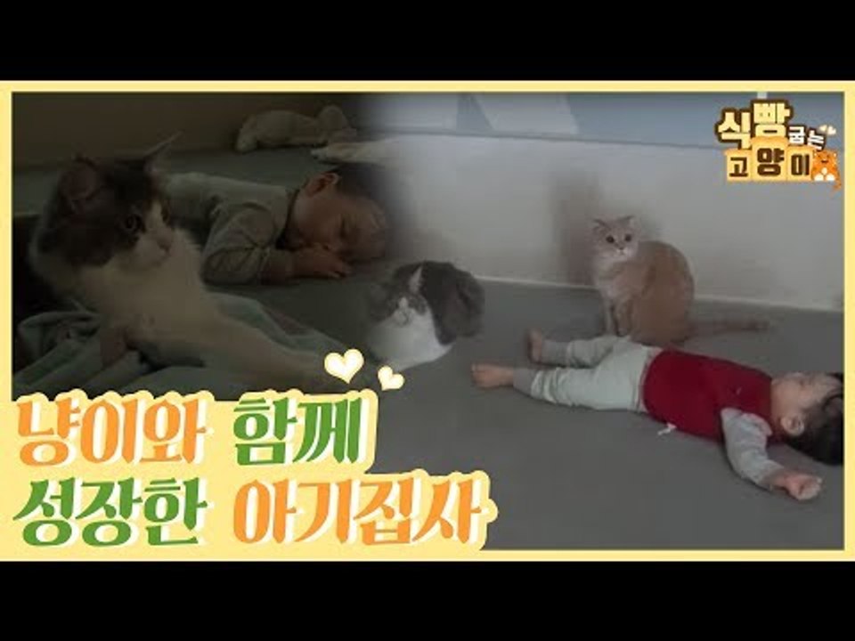 고양이들과 폭풍 성장 중인 최연소 아기 집사 [식빵굽는 고양이 시즌2] 32회