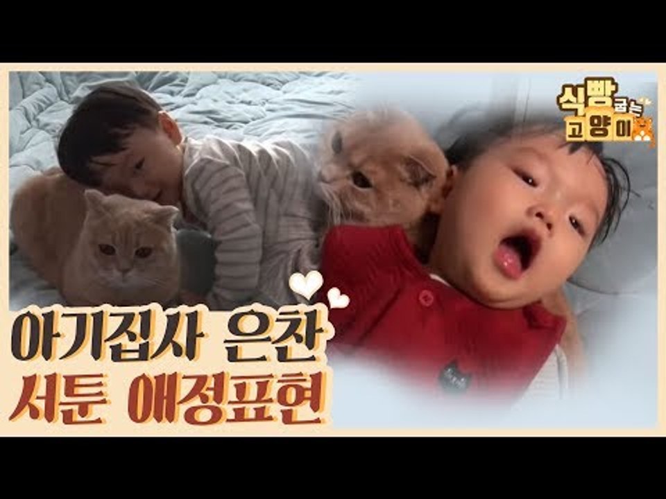 아기 집사 은찬이의 서툰 애정표현과 화해의 손길 [식빵굽는 고양이 시즌2] 32회