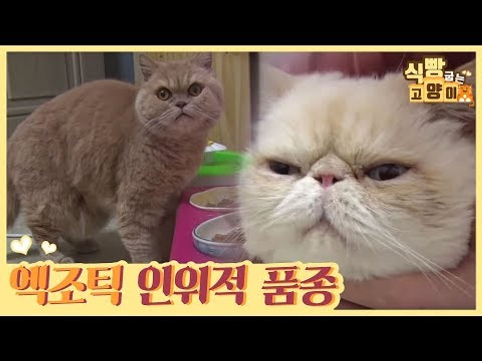 억울게 생긴 엑조틱 냥이는 인위적으로 만들어낸 품종 [식빵굽는 고양이 시즌2] 32회