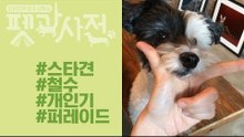 [펫과사전 스페셜] 스타견 철수의 개인기 퍼레이드