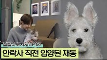 안락사 직전 스튜디오 가족으로 새 삶을 얻은 재동