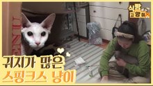귀 내부의 피지선 발달로 귀지가 많은 스핑크스 고양이 [식빵굽는 고양이 시즌2] 36회