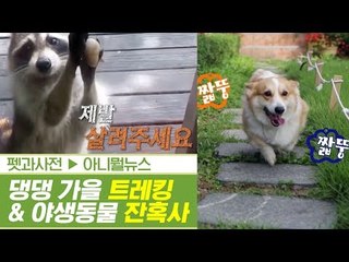댕댕이와 가을 트레킹 & 도심 속 야생동물 잔혹사 [펫과사전] 2회