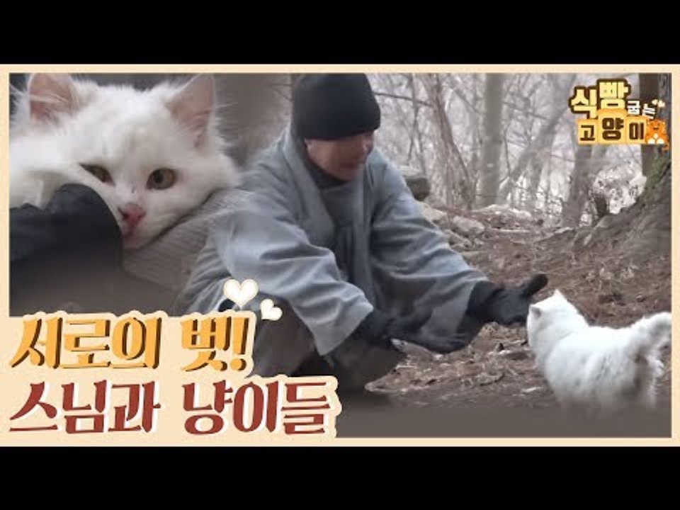 서로의 든든한 벗이 되어주는 스님과 냥이들 [식빵굽는 고양이] 34회