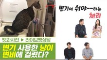 실내 배변 훈련 & 변기 사용한 고양이 변비에 걸렸다? [펫과사전] 2회