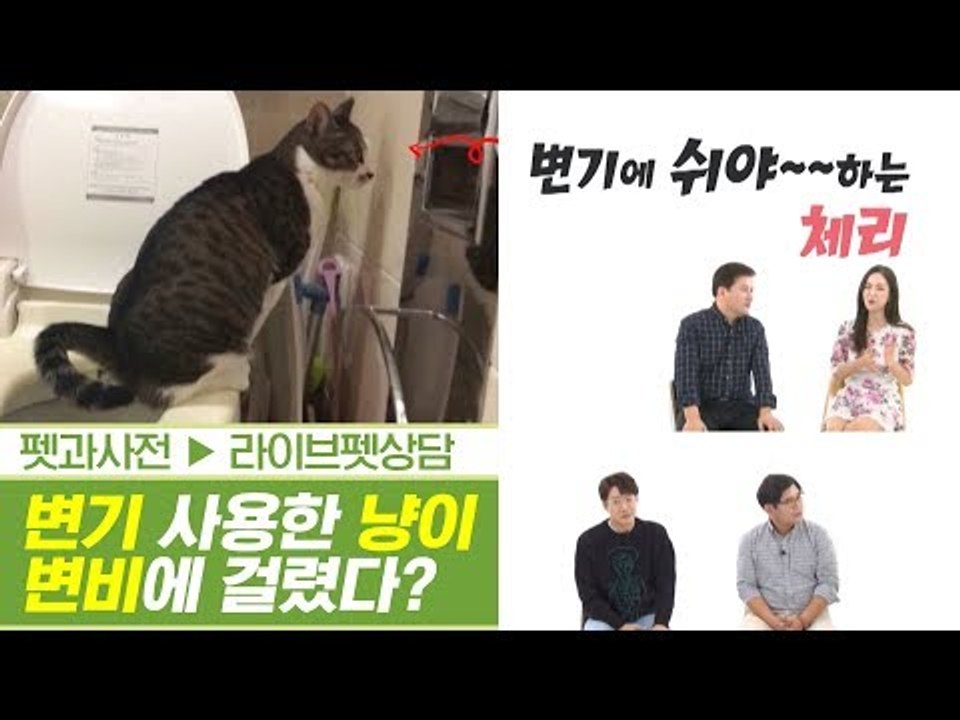 실내 배변 훈련 & 변기 사용한 고양이 변비에 걸렸다? [펫과사전] 2회