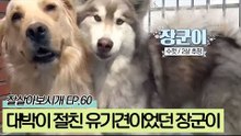 대박이와 형제지간처럼 닮은 유기견이었던 장군이