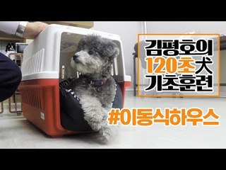 반려견 훈련법 I ‘이동식 하우스’ 훈련 이렇게 해보세요! I 김평호의 120초 犬기초훈련