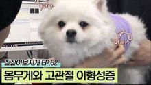 몸무게가 늘면 위험해질 수 있는 고관절 이형성증