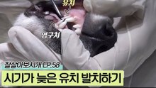 시기가 늦었지만 남아있는 유치를 발치하기 위해 찾아온 보리