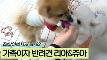 주영 씨의 가족이자 반려견 리아&쥬아