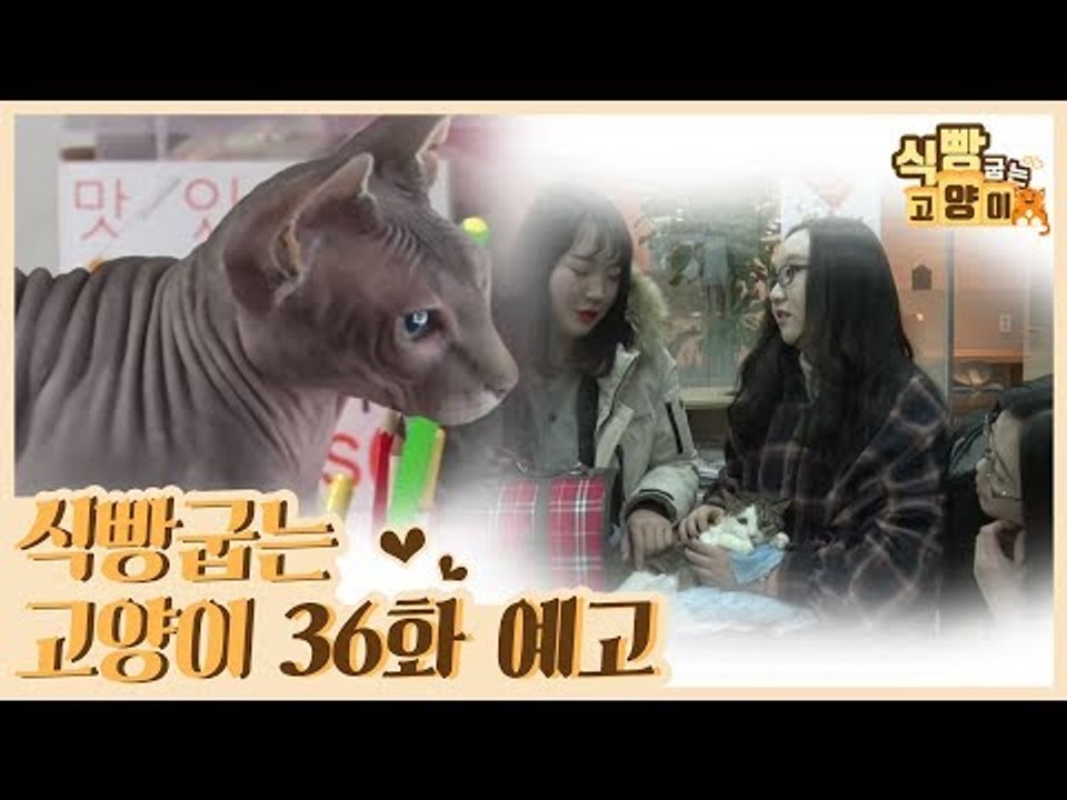 [36회 예고] 식빵굽는 고양이 시즌2, 스핑크스 매력 탐구생활 & 학생들과 고양이의...