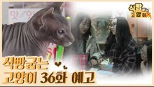 [36회 예고] 식빵굽는 고양이 시즌2, 스핑크스 매력 탐구생활 & 학생들과 고양이의 따뜻한 공존